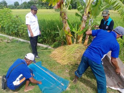 Amateur proses to hero